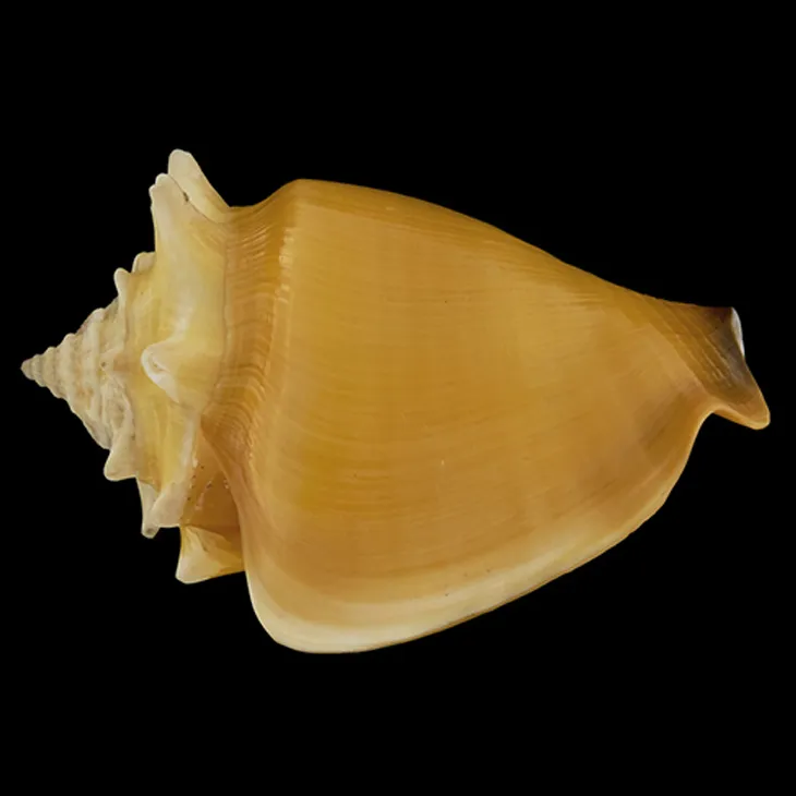 Strombus Pugilis