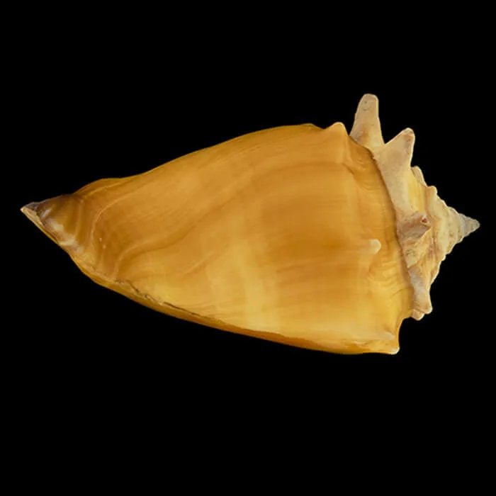 Strombus Pugilis