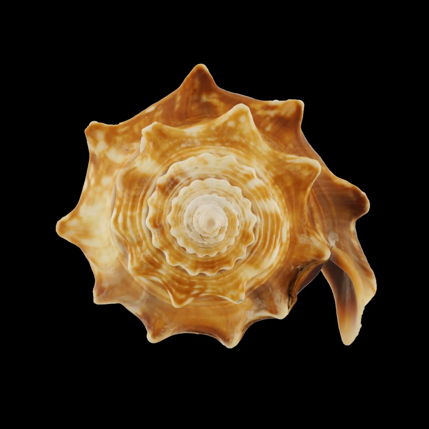 Strombus Alatus