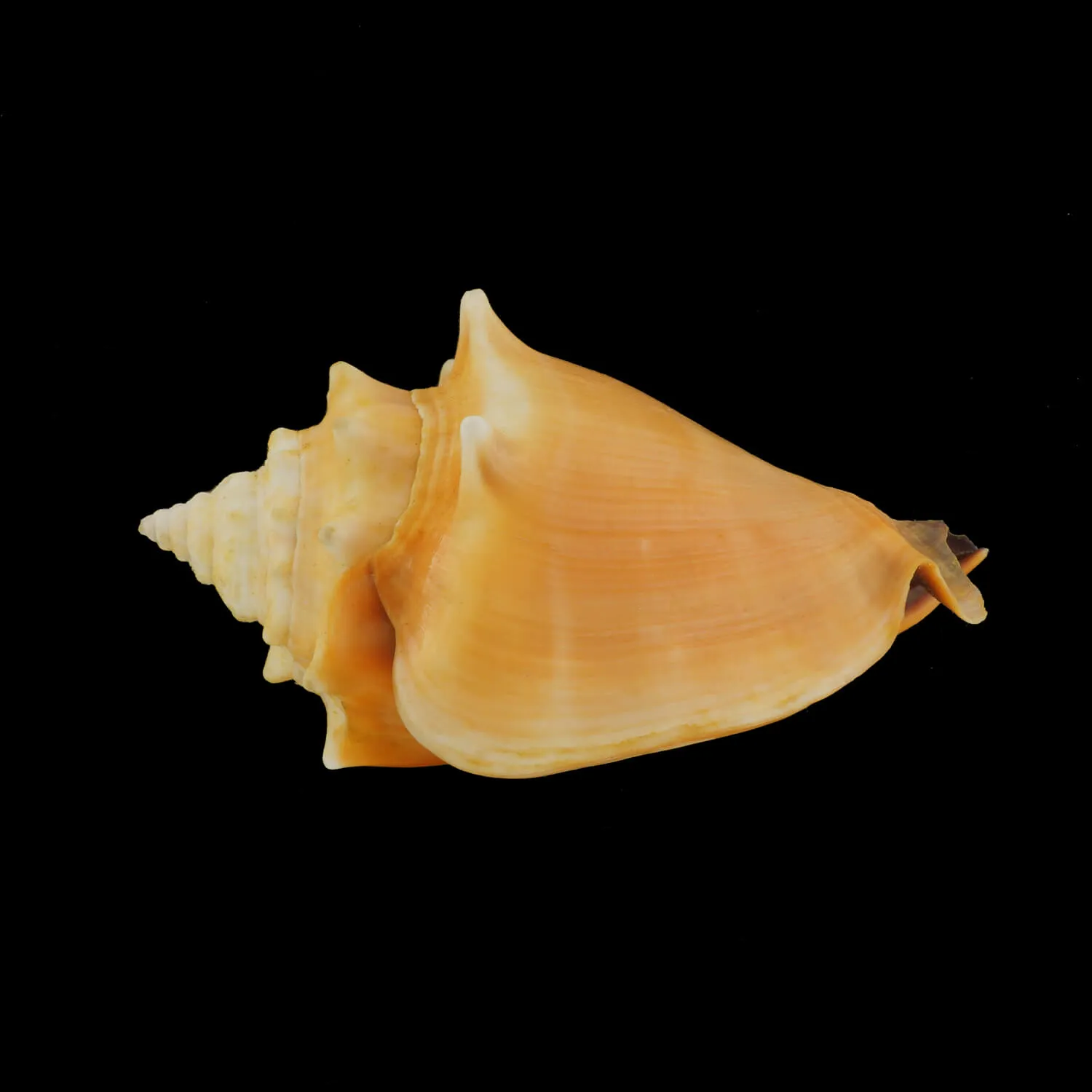 Strombus Alatus