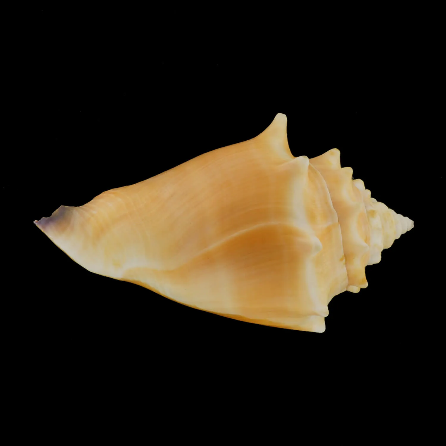 Strombus Alatus