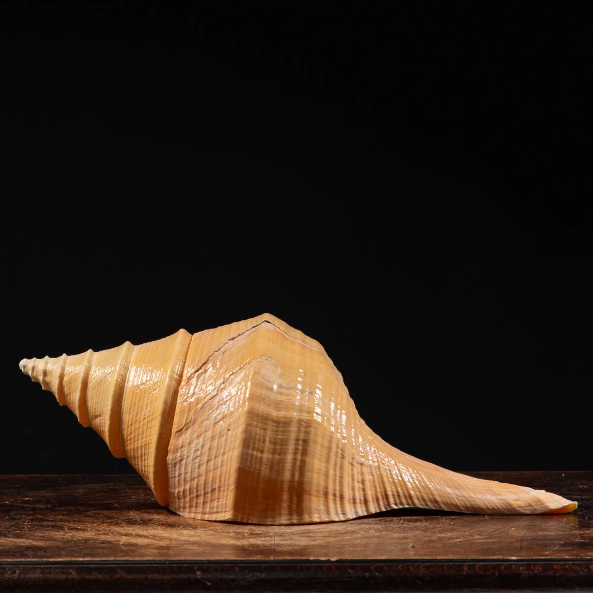 Syrinx Aruanus