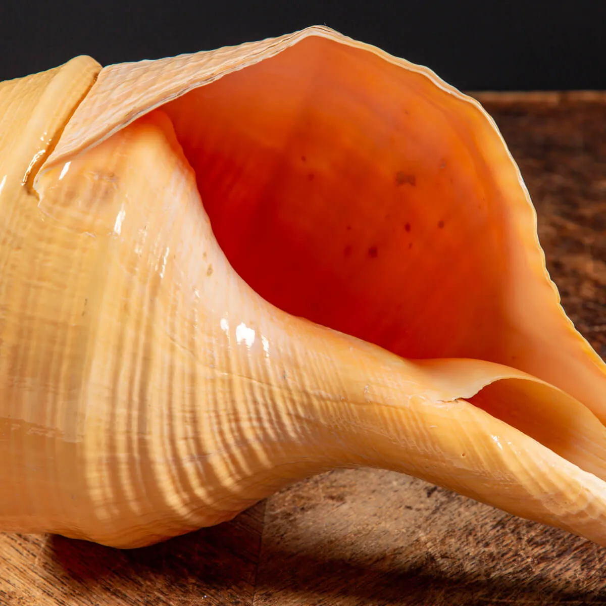 Syrinx Aruanus