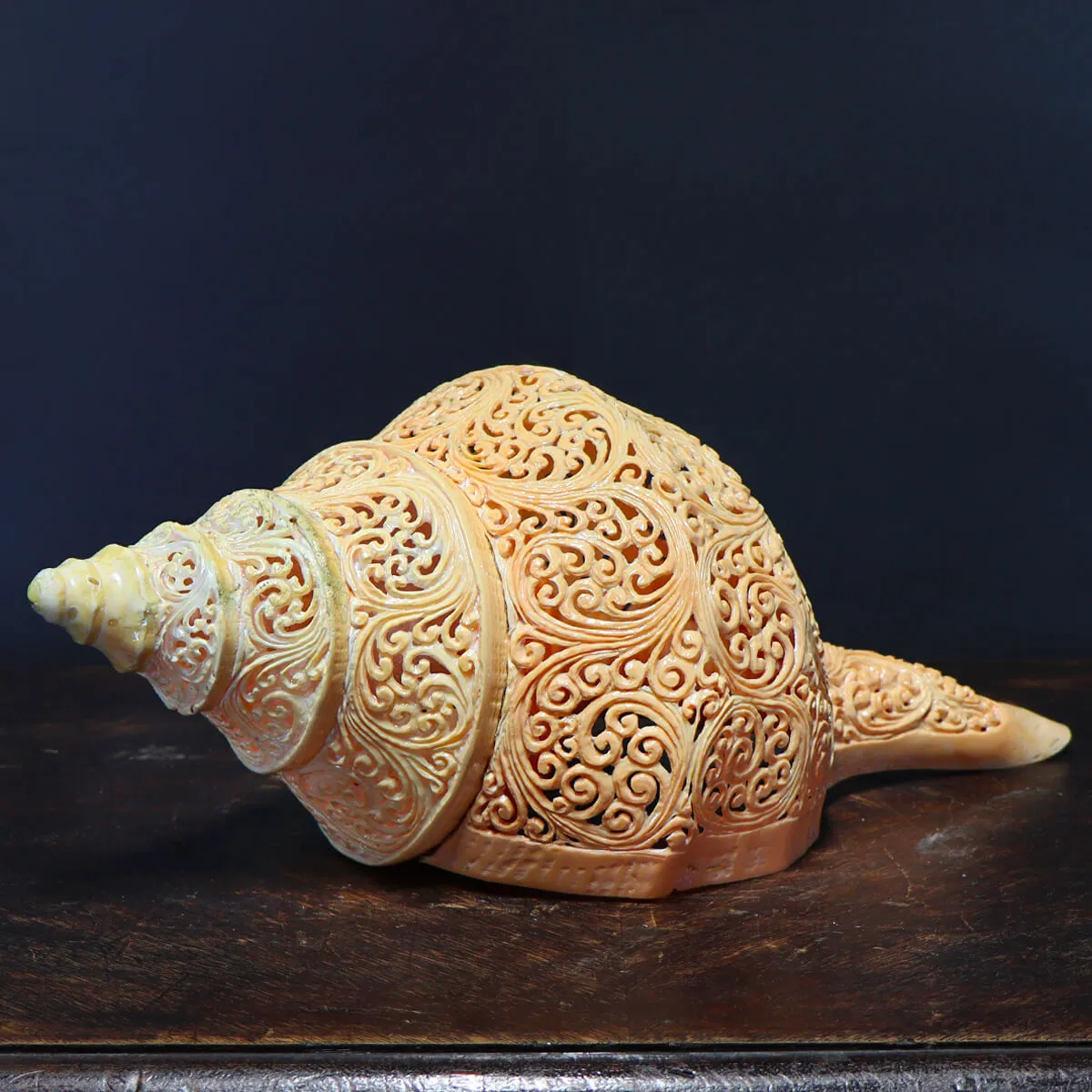 Syrinx Aruanus Intarsiato
