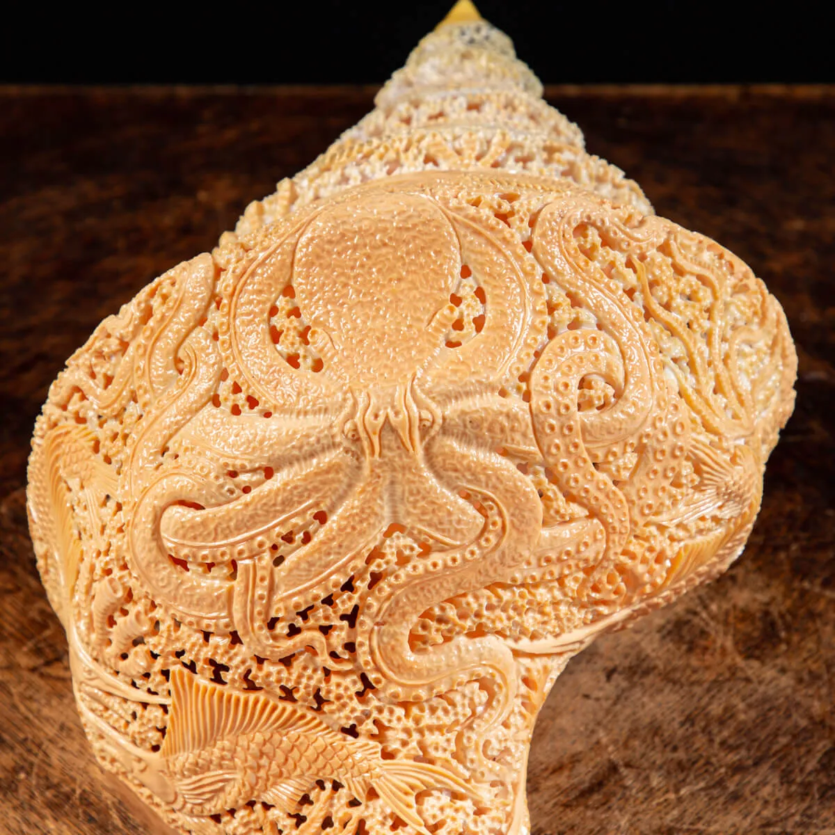 Syrinx Aruanus Intarsiato