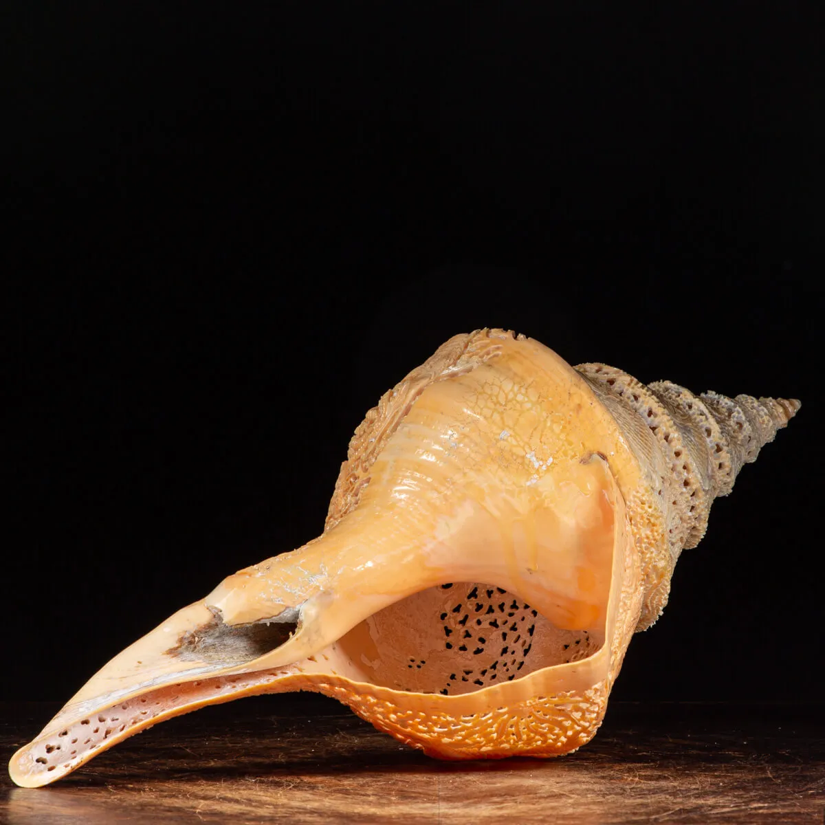 Syrinx Aruanus Intarsiato