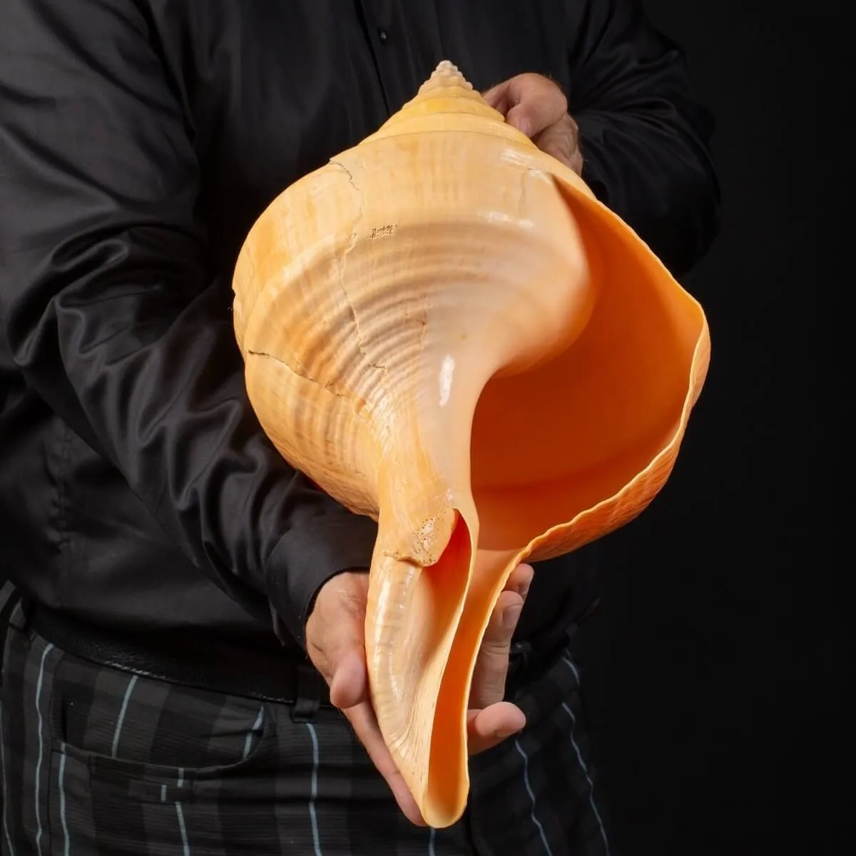 Syrinx Aruanus