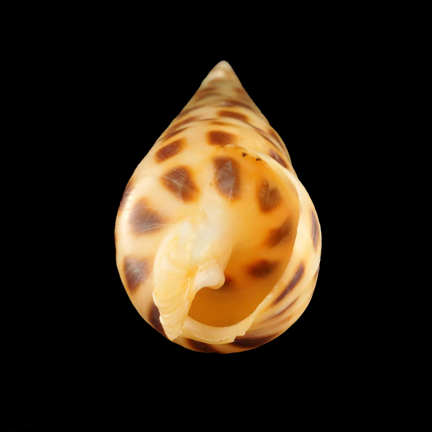 Terebra Areolata