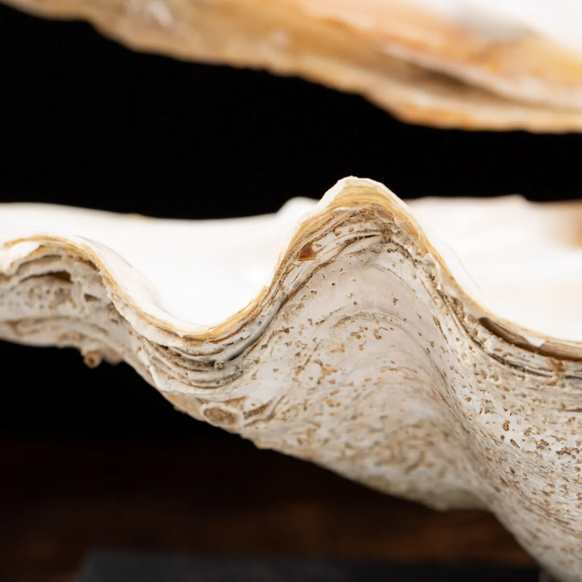 Tridacna Derasa
