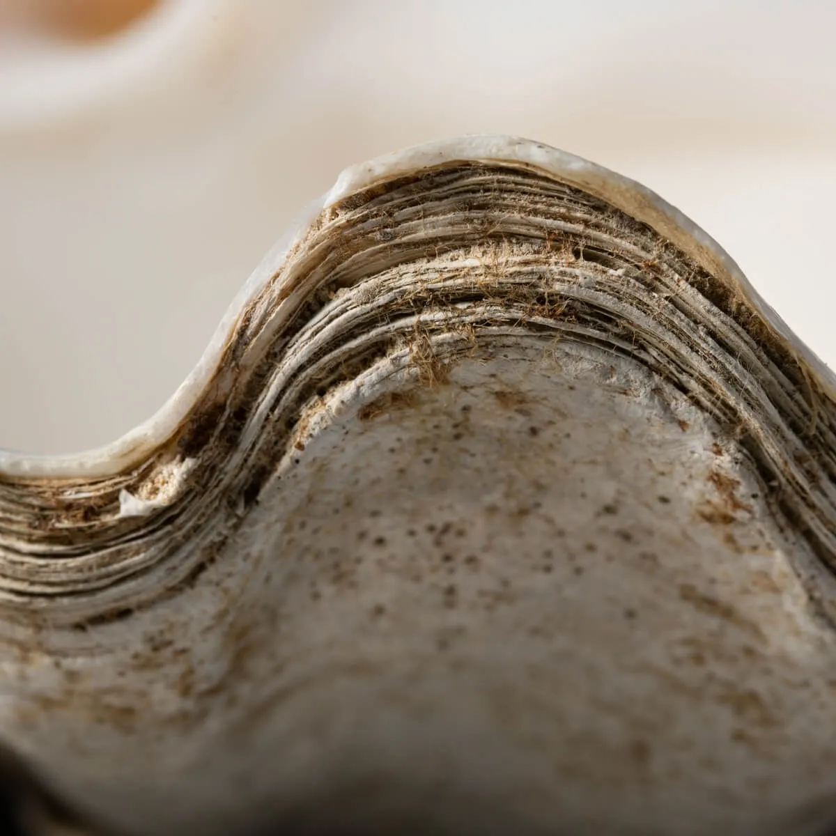 Tridacna Derasa