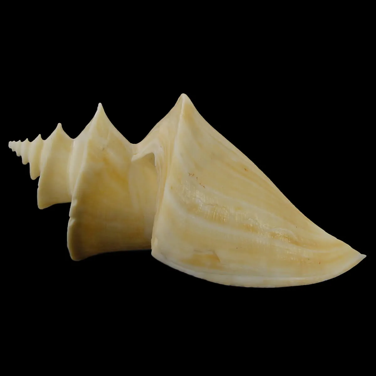 Thatcheria Mirabilis