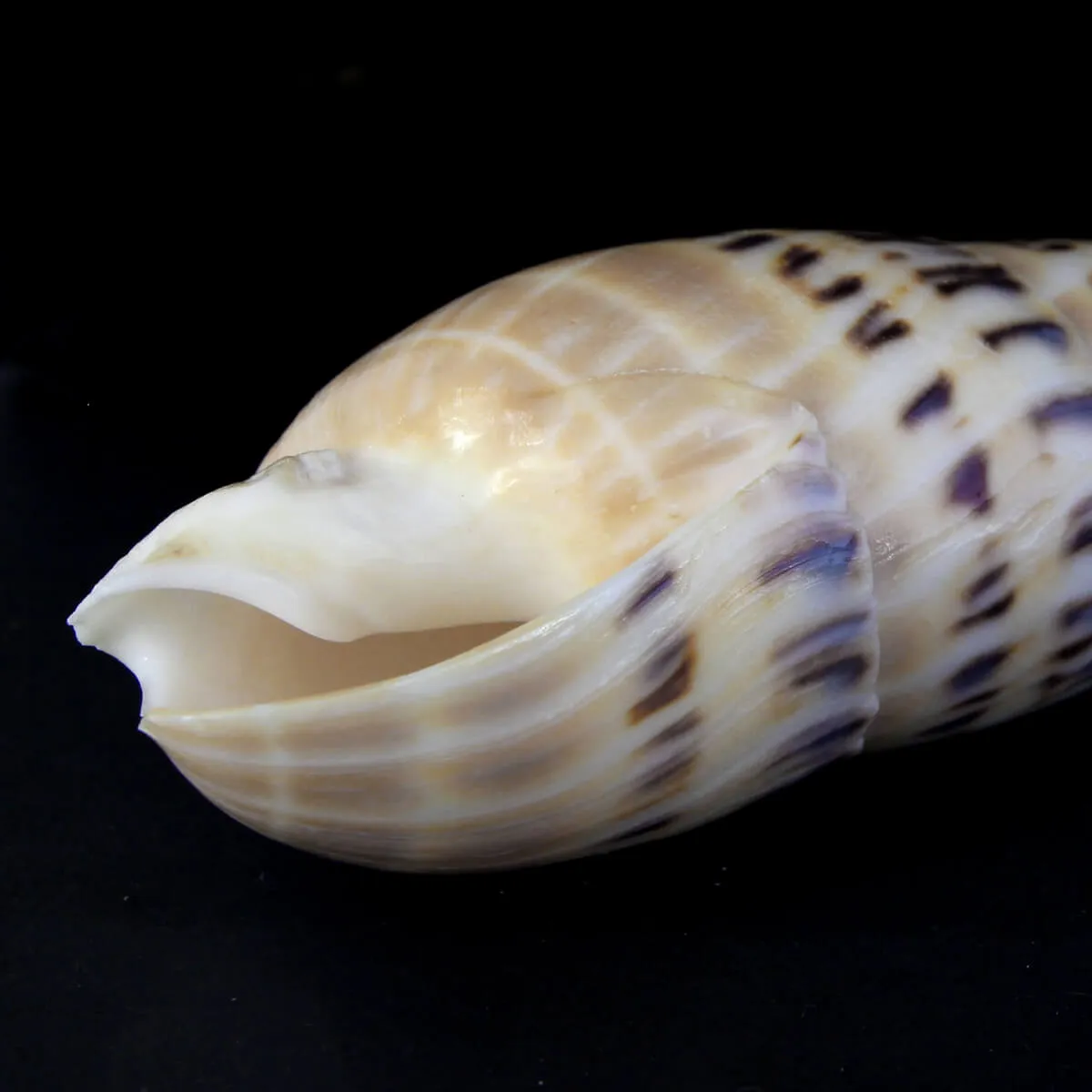 Terebra Oxymeris Maculata