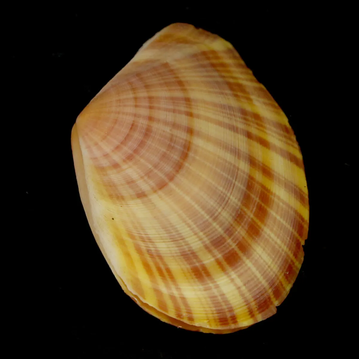 Tellinella Cruciata
