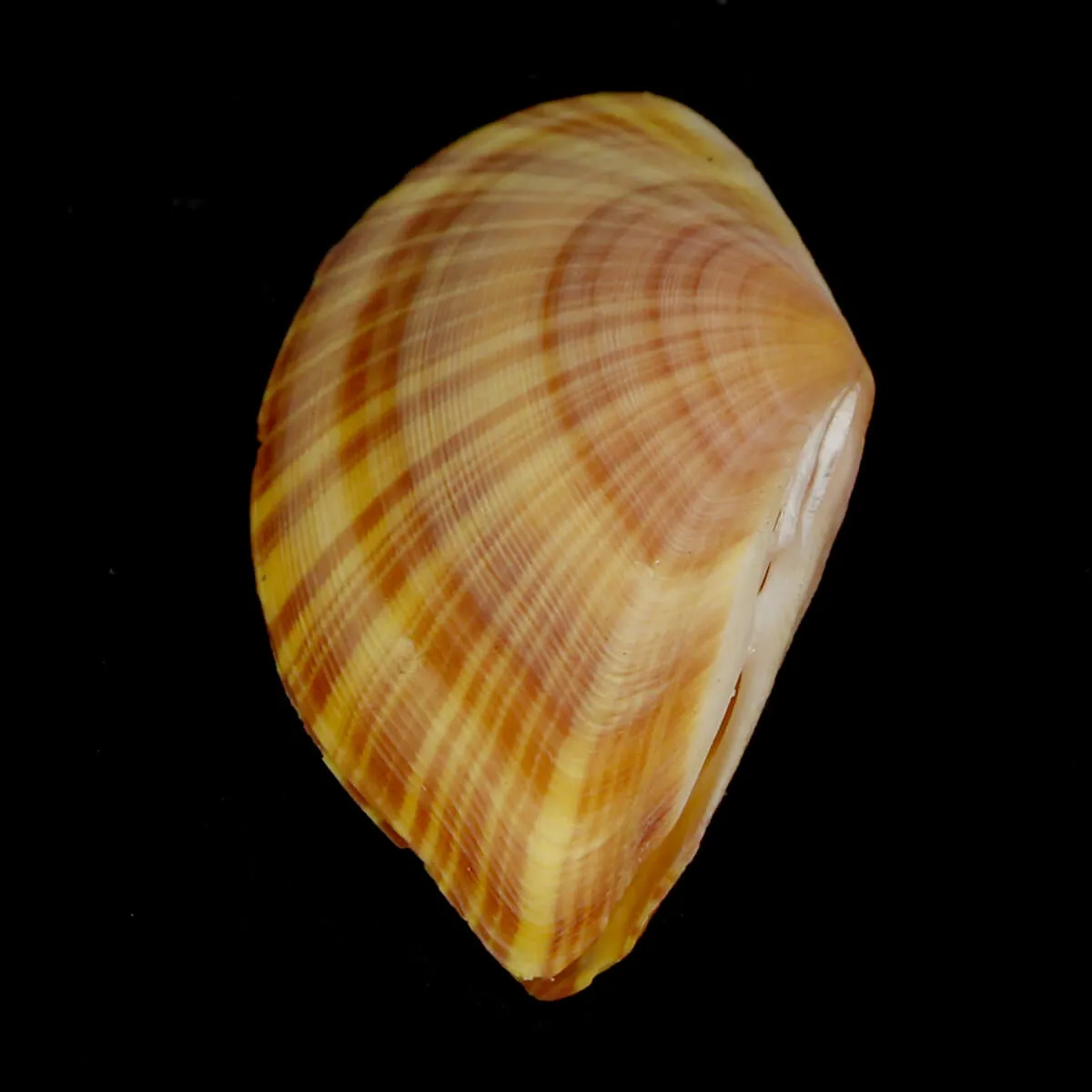 Tellinella Cruciata