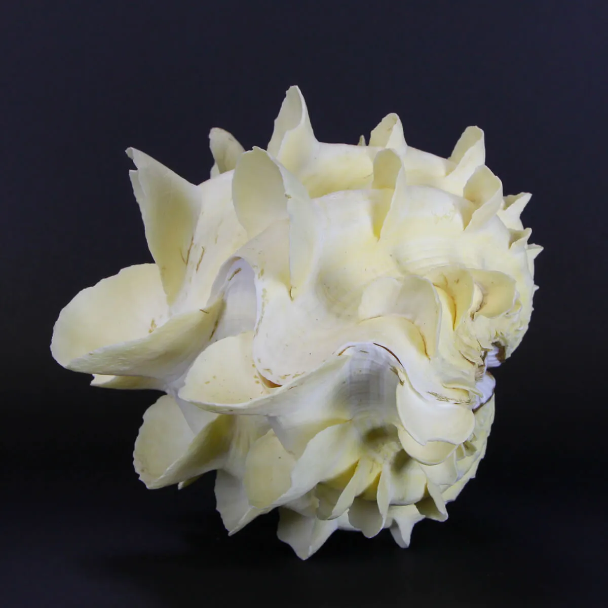 Tridacna Squamosa