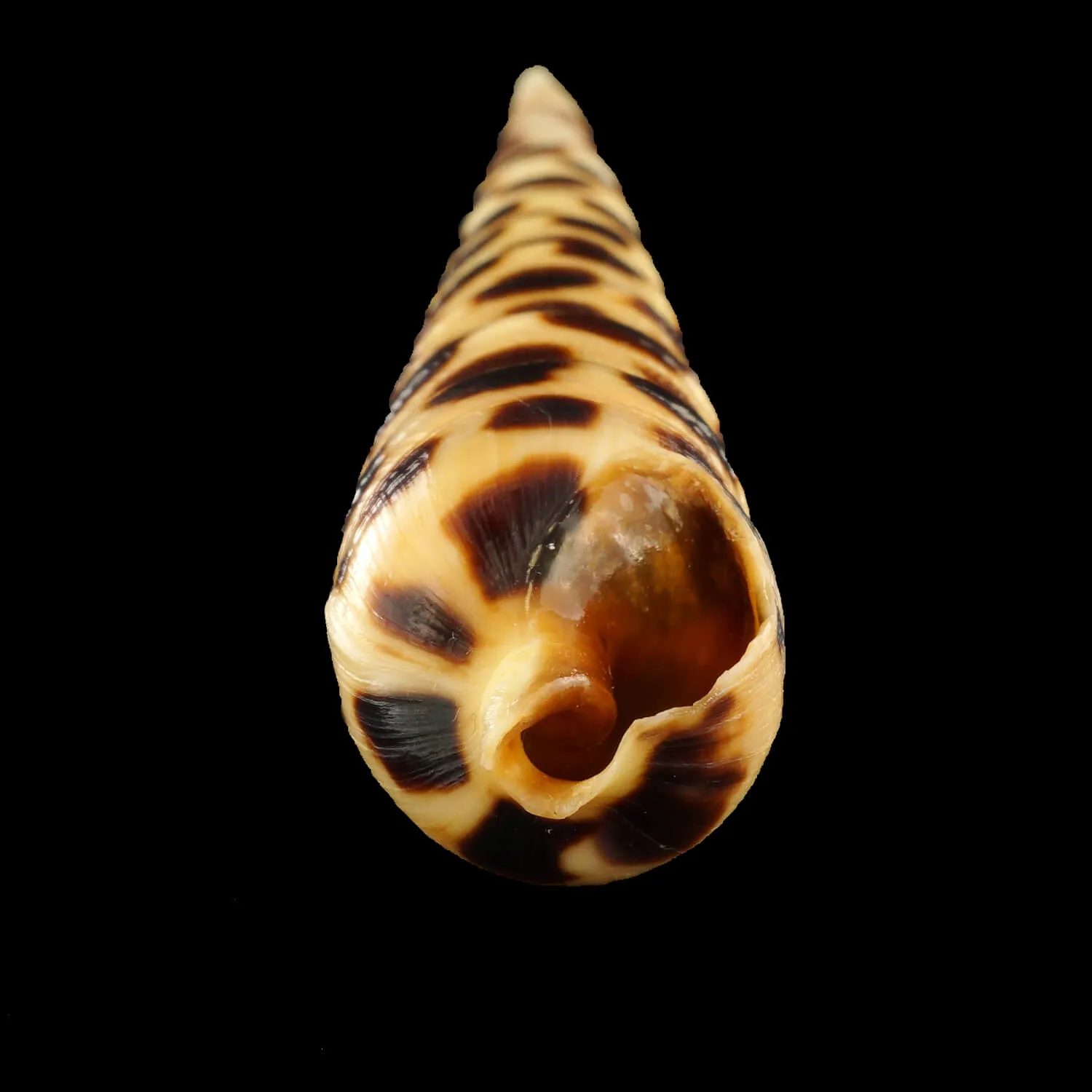 Terebra Consobrina