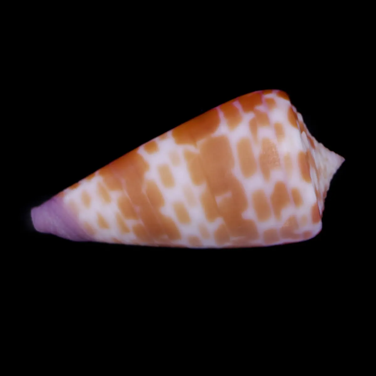 Tesselliconus Tessulatus