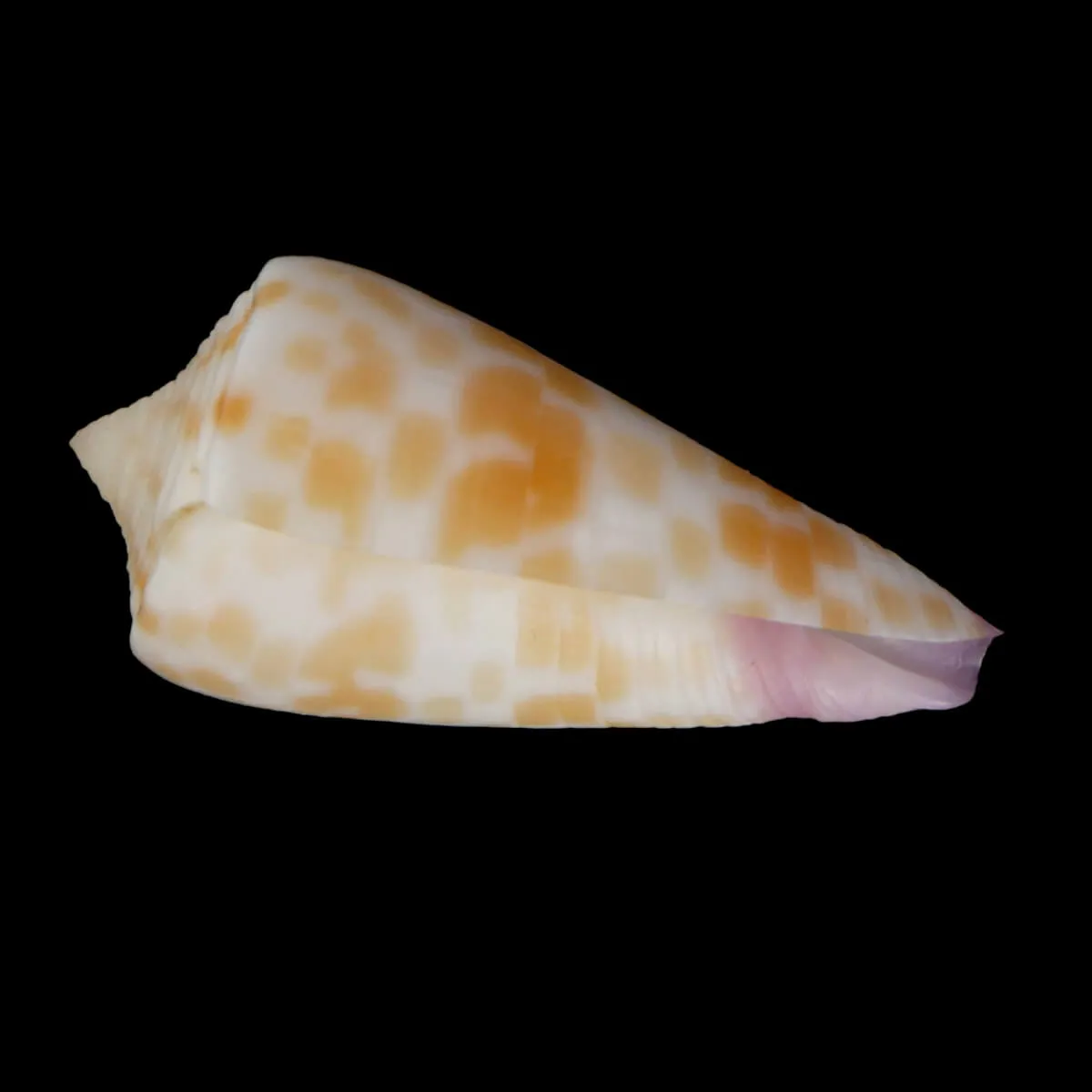 Tesselliconus Tessulatus