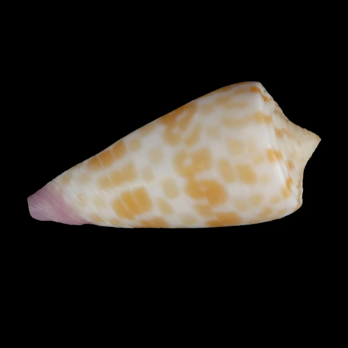 Tesselliconus Tessulatus