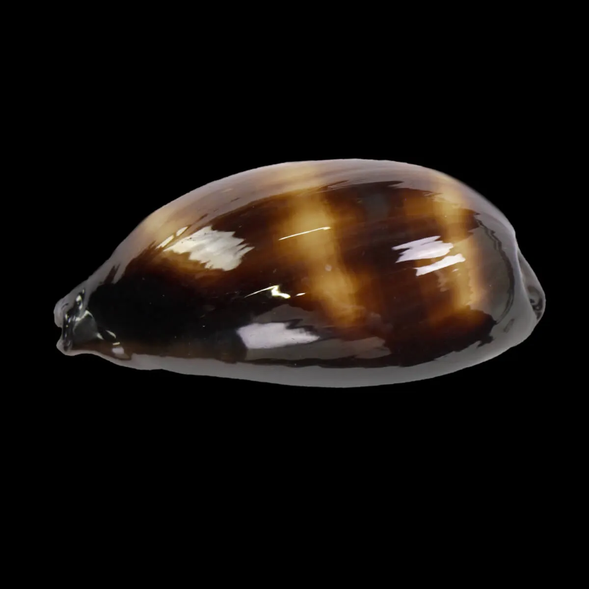 Talparia talpa talpa f. Saturata