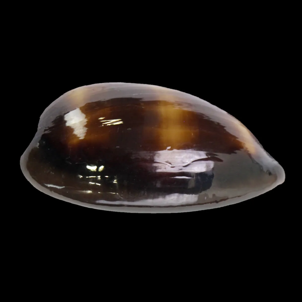 Talparia talpa talpa f. Saturata