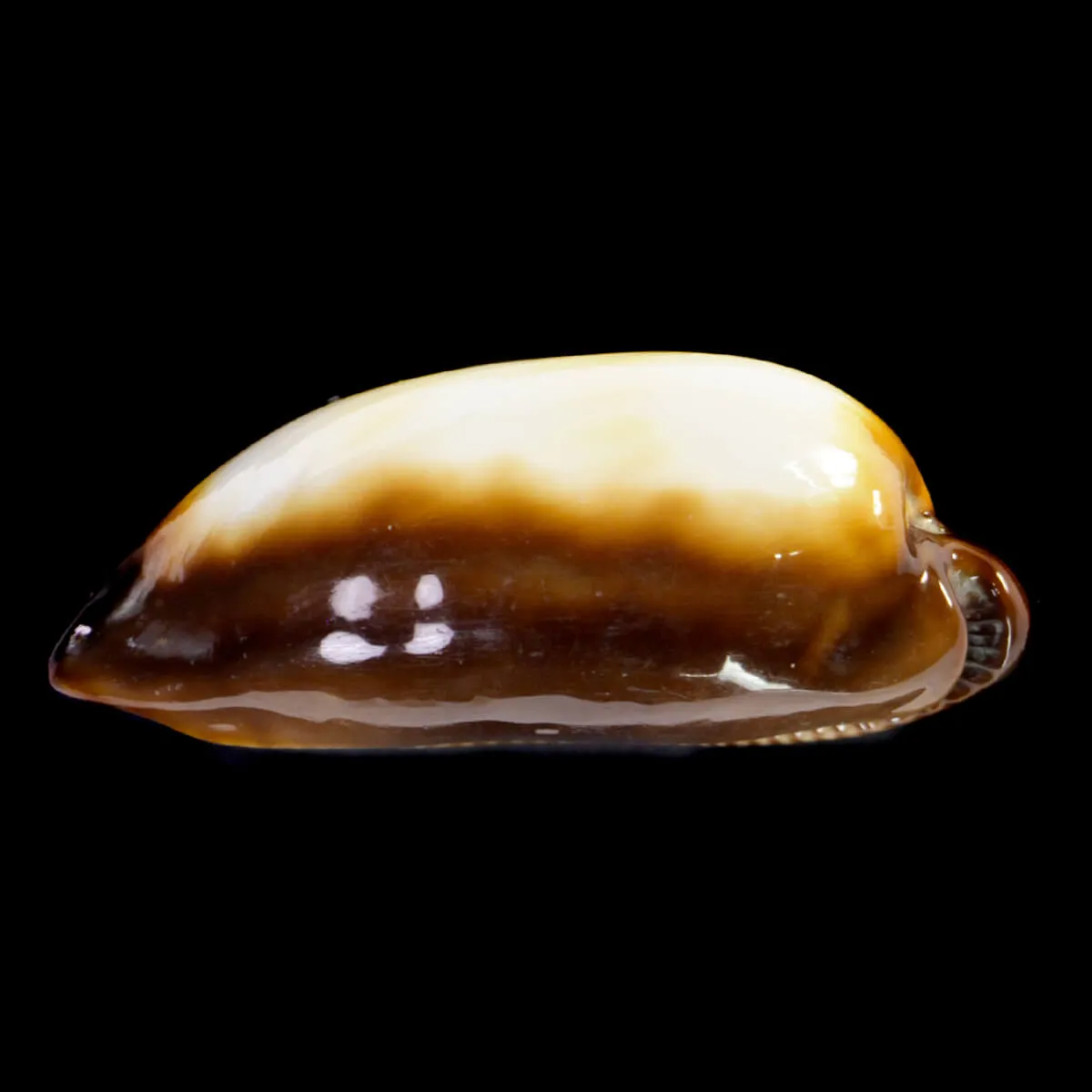 Talparia Talpa Albinos