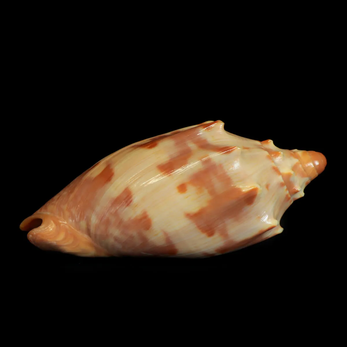 Cymbiola Aulica "GEM"