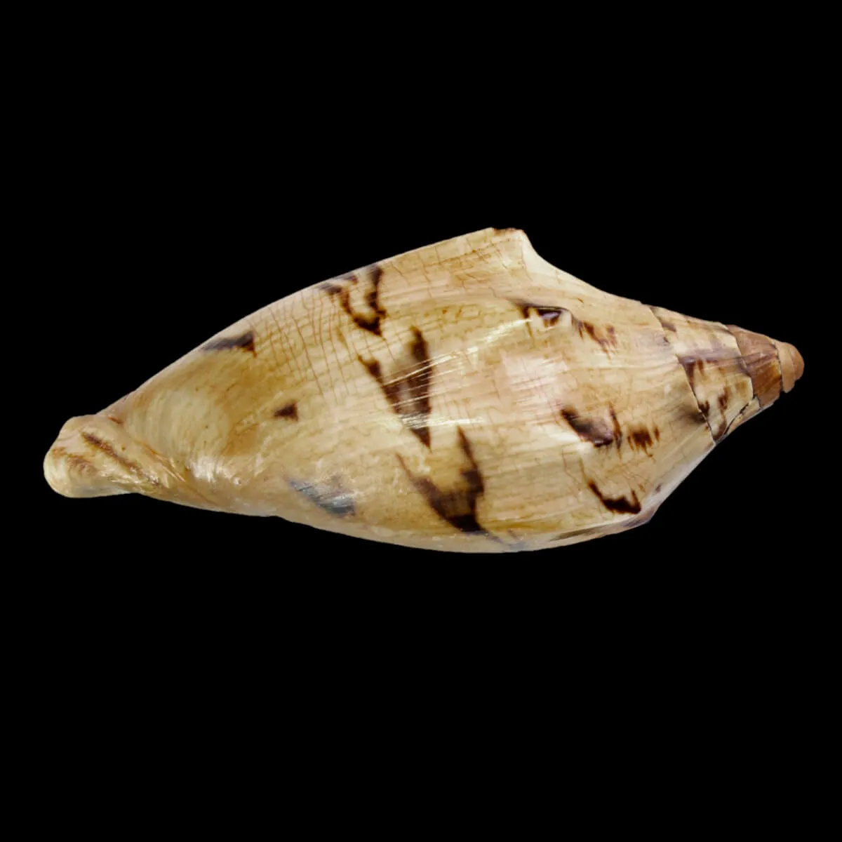 Cymbiola Aulica f. Cathcartiae