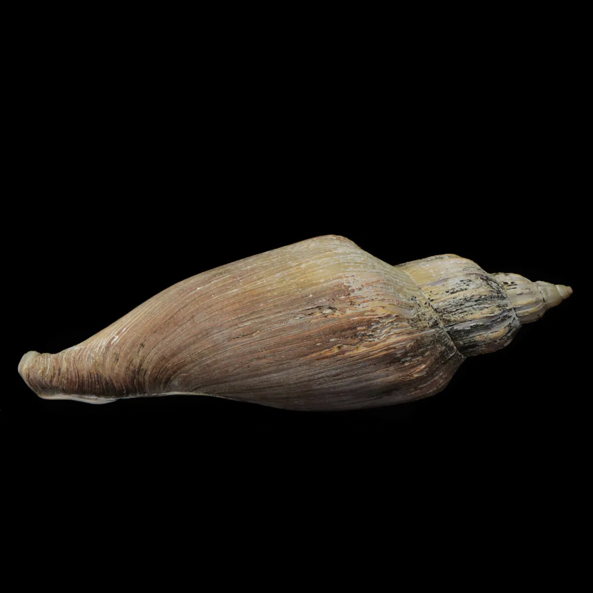Voluta Concinna