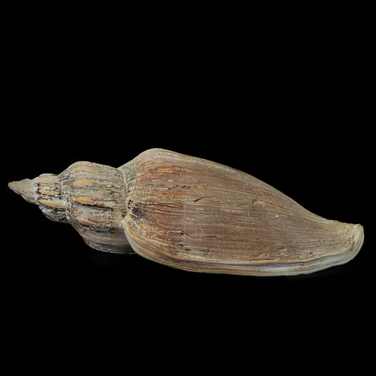 Voluta Concinna