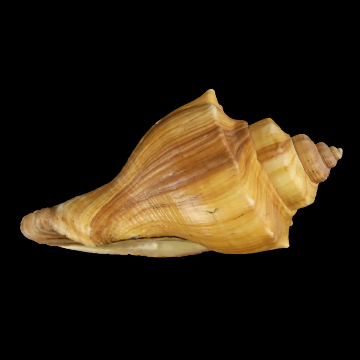 Volegalea Cochlidium