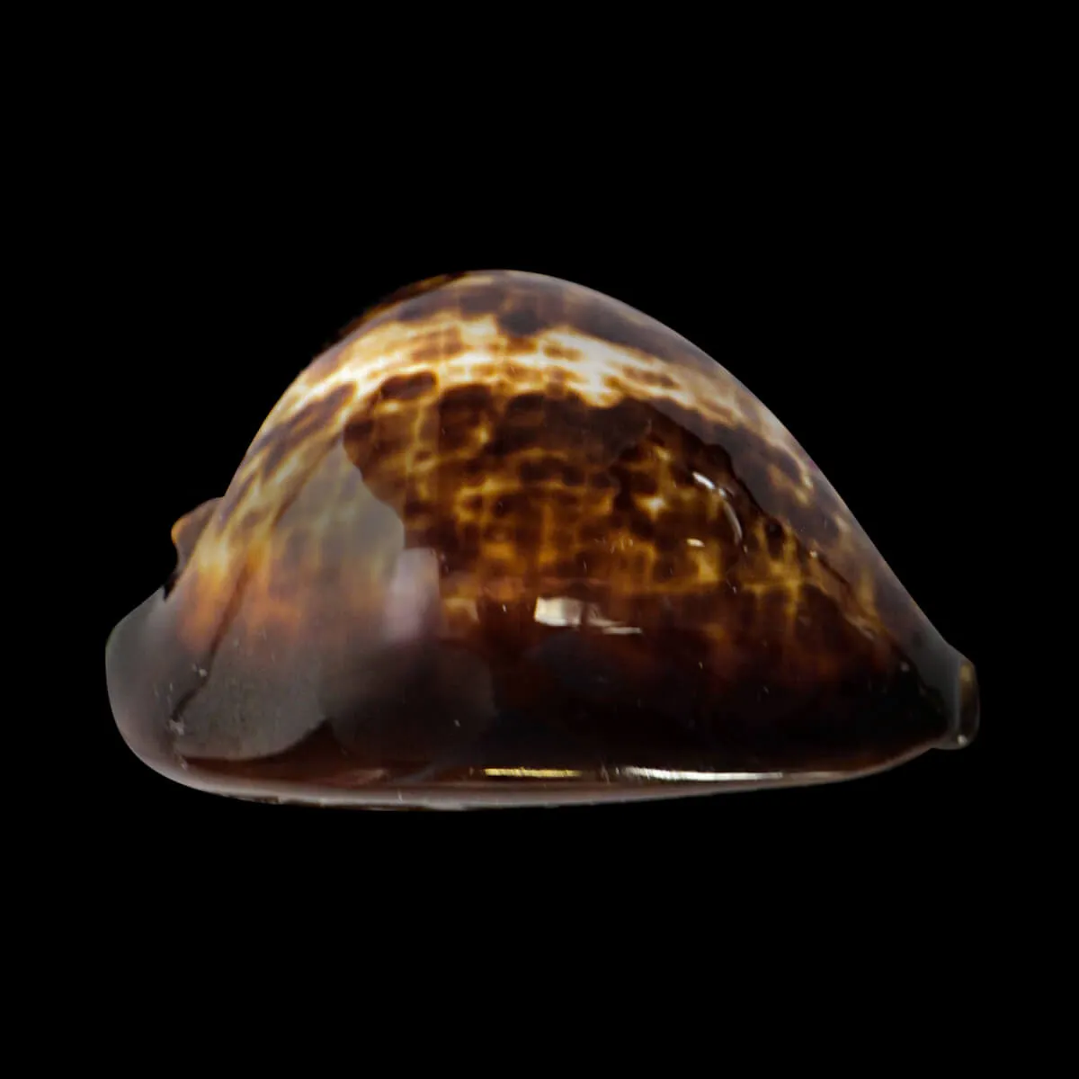 Zoila Decipiens