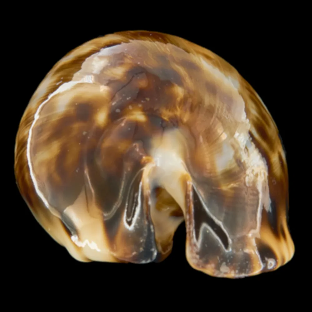 Zoila Friendii Vercoi