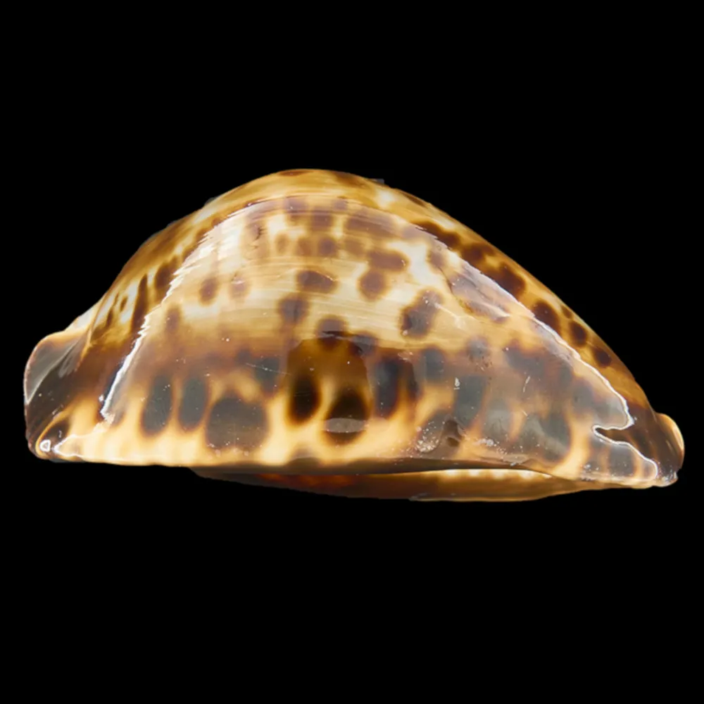 Zoila Friendii Vercoi