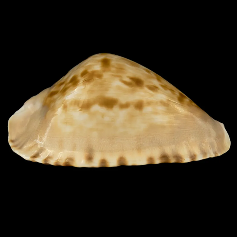 Zoila Marginata Consueta