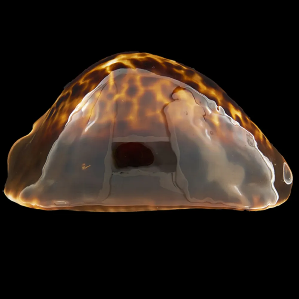 Zoila Thersites
