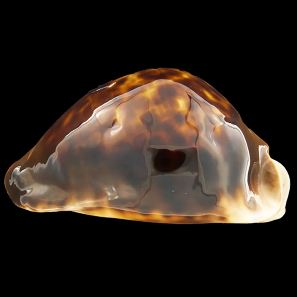 Zoila Thersites