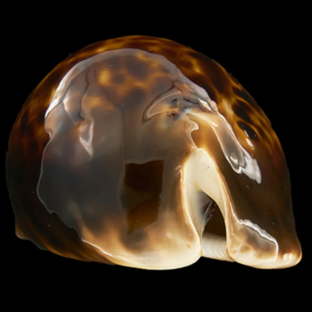 Zoila Thersites