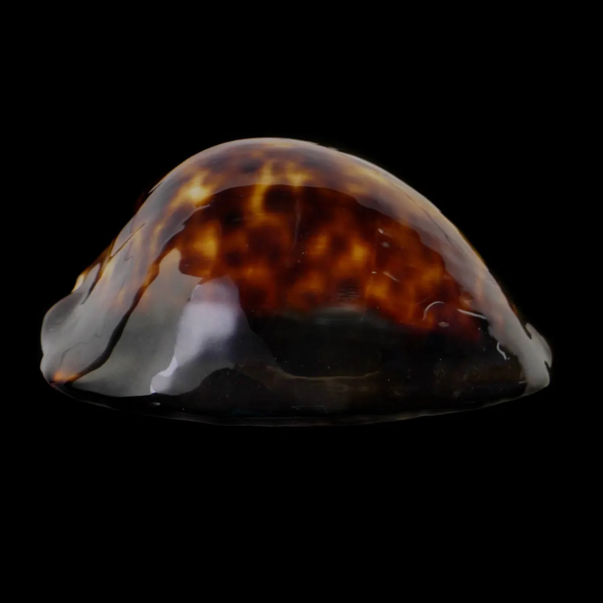 Zoila Thersites