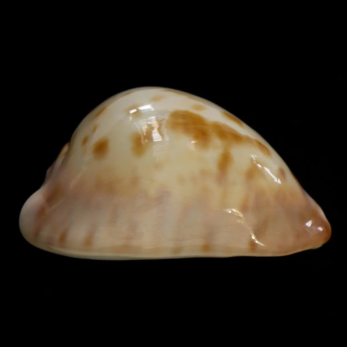 Zoila Venusta Roseopunctata