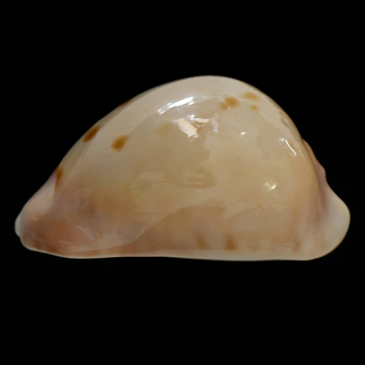 Zoila Venusta Roseopunctata