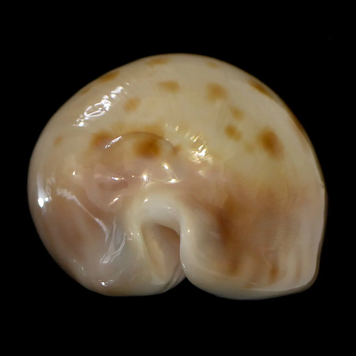 Zoila Venusta Roseopunctata
