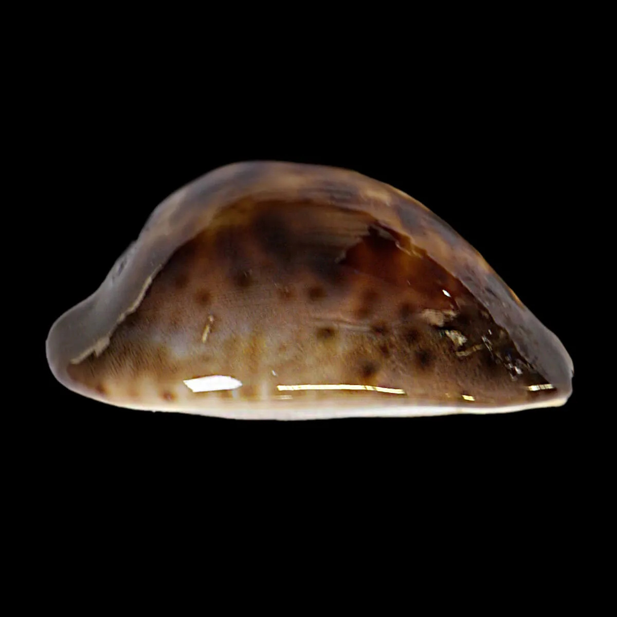 Zoila Venusta Sorrentensis