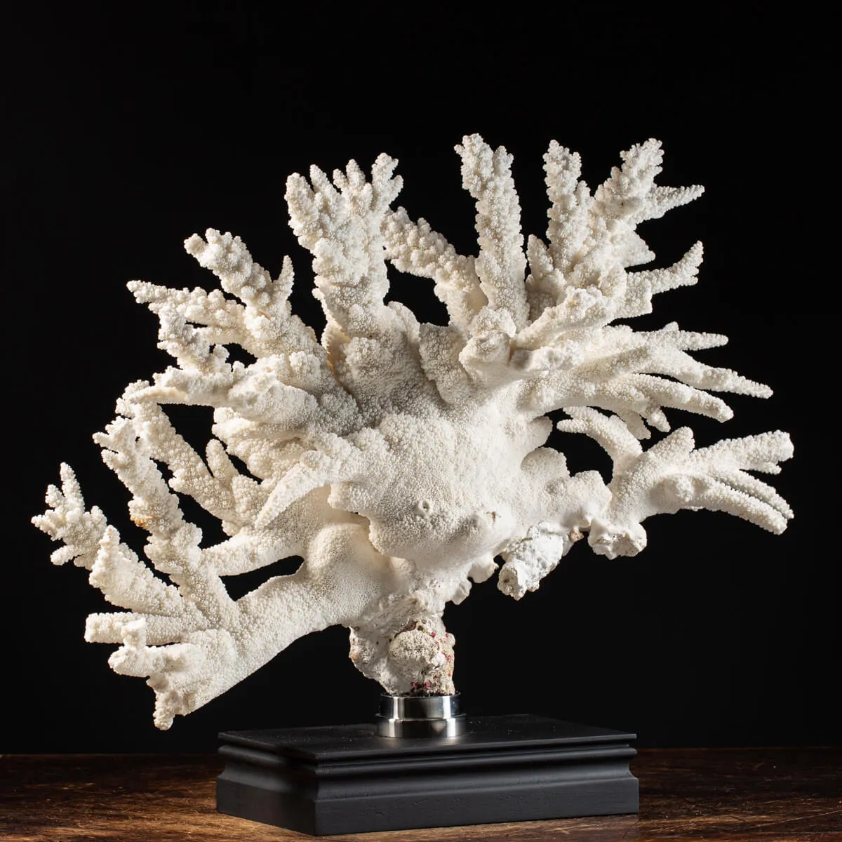 Acropora Florida