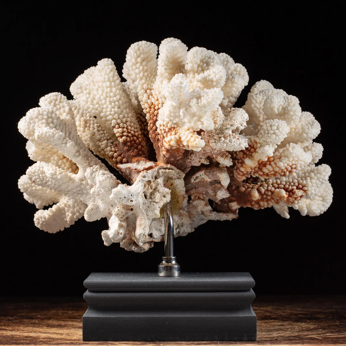 Pocillopora Eydouxi su base decorativa in Legno
