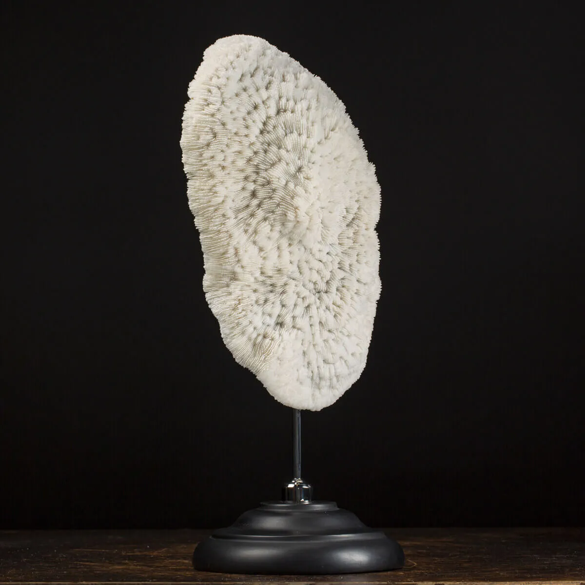 Halomitra Pileus