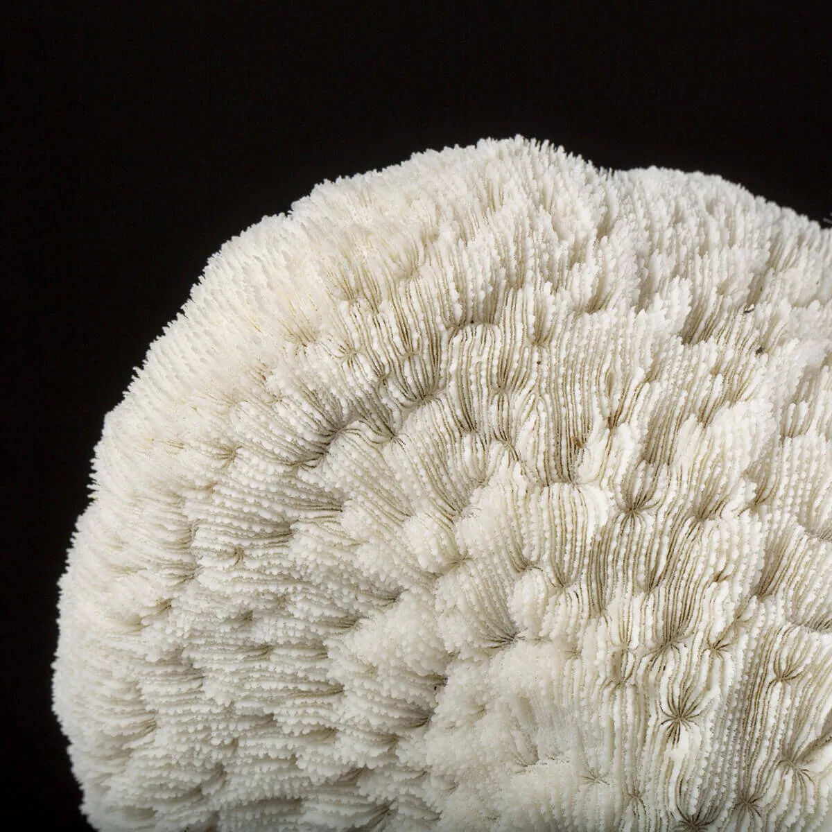 Halomitra Pileus