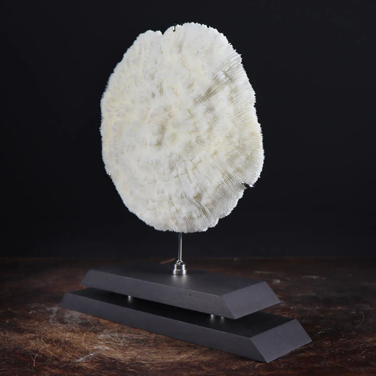 Halomitra Pileus