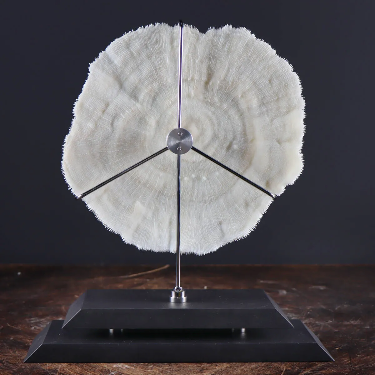 Halomitra Pileus