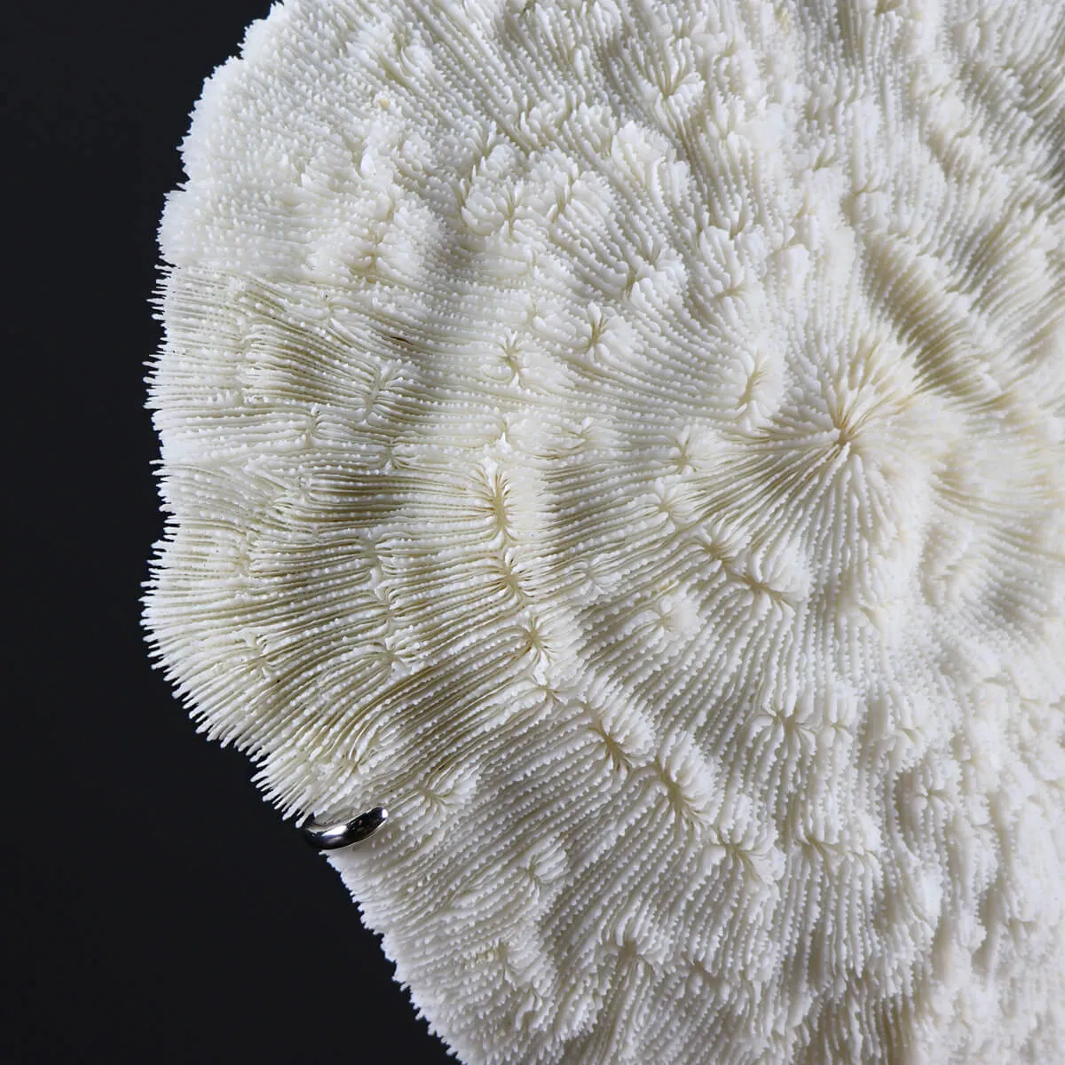Halomitra Pileus